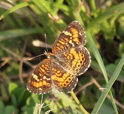 [Top-down view of the butterfly with its wings fully flattened. The edges are brown. The inner parts are an orange base with brown dots and brown line segments. There are also some white dots in the upper part of the wings.]